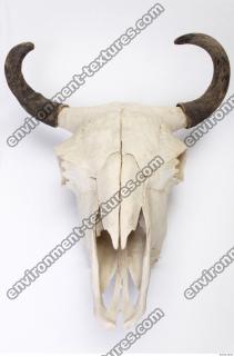 animal skull 0022